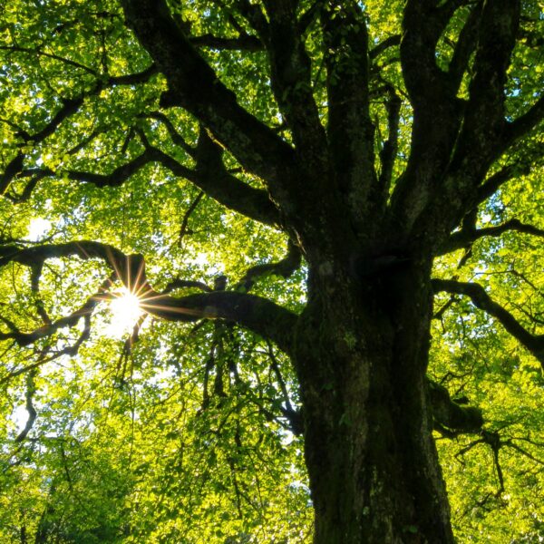 Maiven Secures £1.5M to Revolutionize Climate Policy Compliance with AI Technology
