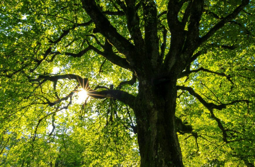 Maiven Secures £1.5M to Revolutionize Climate Policy Compliance with AI Technology