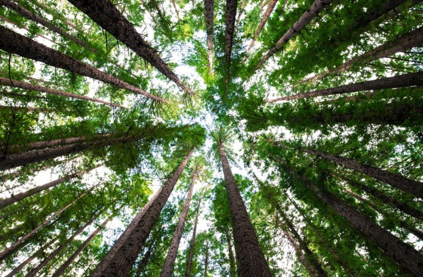 Unlocking Strategic Advantage: How Kidbrooke Transforms ESG Compliance for Businesses