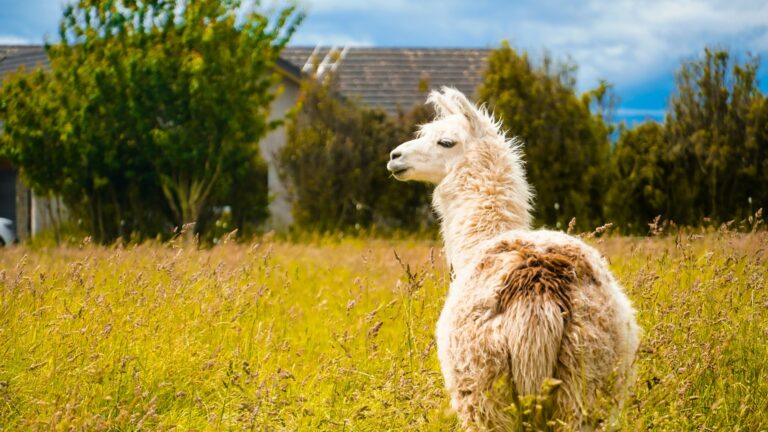 Alpaca Secures $52M in Series C Funding to Expand Revolutionary Brokerage Technology Worldwide