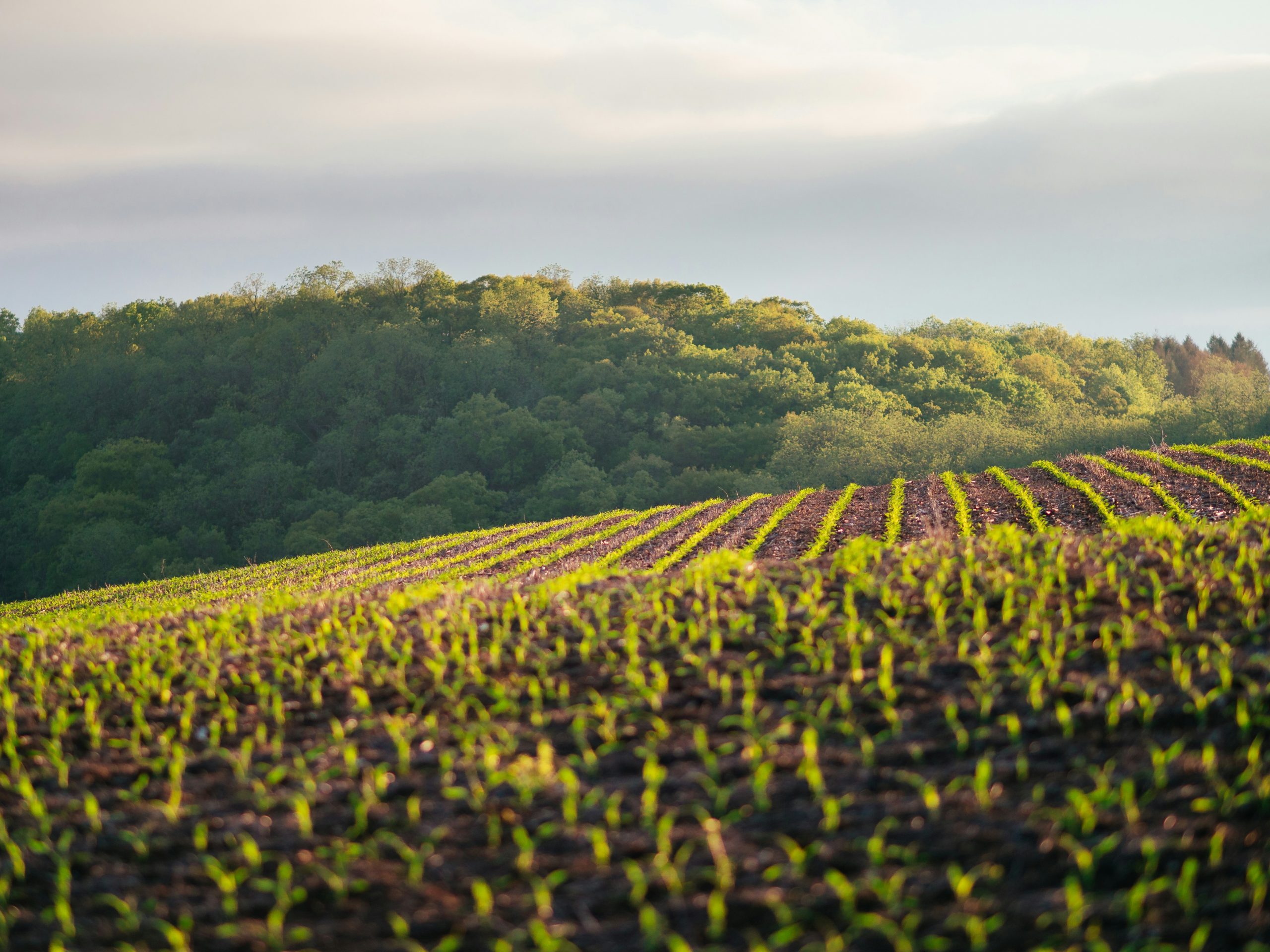 Growers Edge Secures $25M Investment to Propel Climate-Smart Farming Solutions in Agri-FinTech