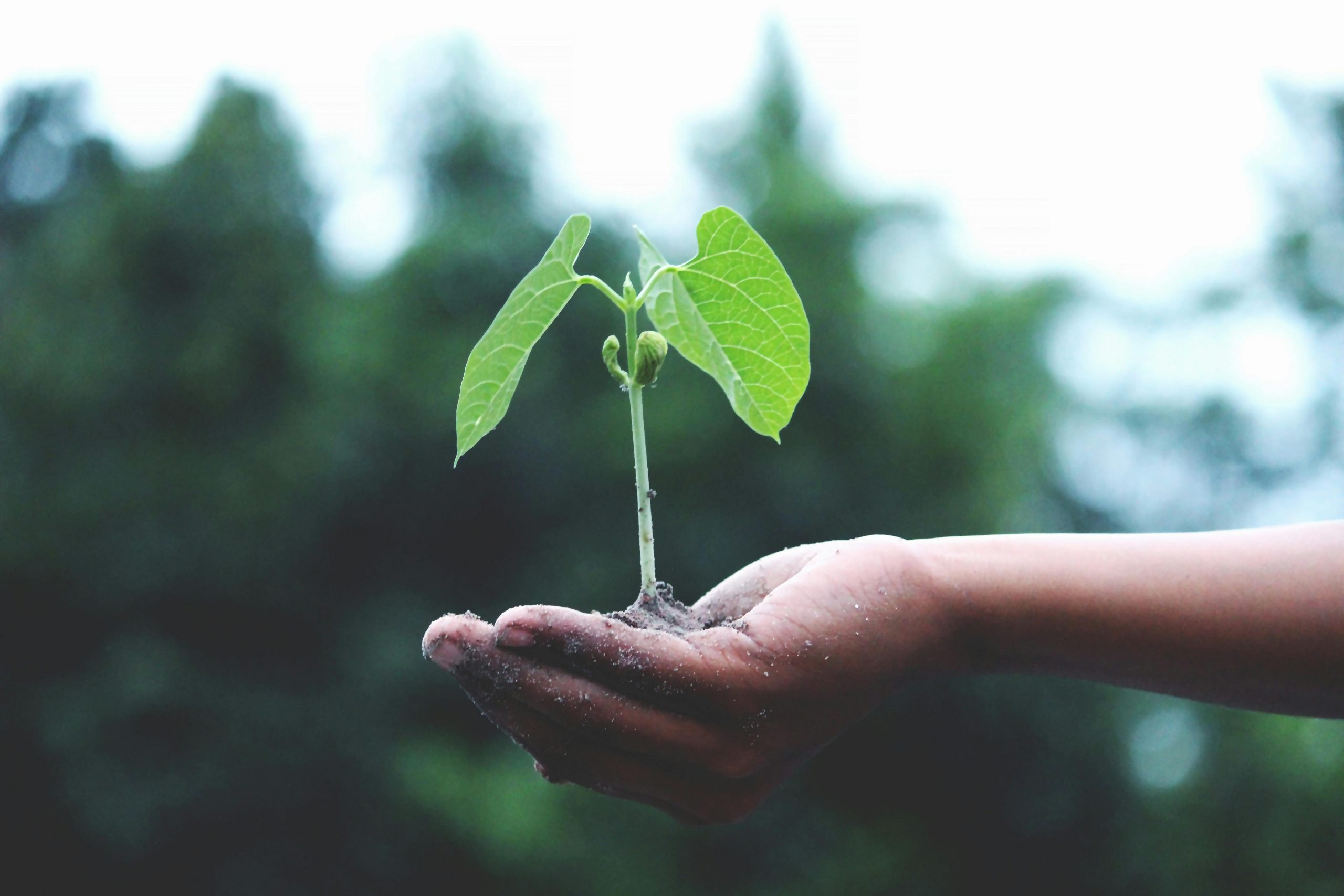 Boost ESG Investment Analysis: GIST Impact Leverages Global Canopy Datasets for Enhanced Insights