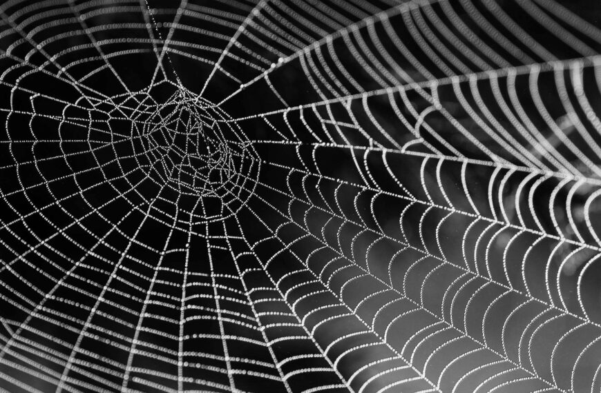 Chubb Teams Up with SafeWeb to Provide Essential Cyber Insurance Solutions for Small Businesses