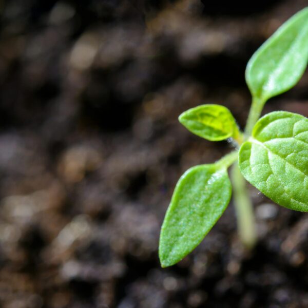 Danske Bank Partners with Position Green to Enhance ESG Strategies for Business Clients