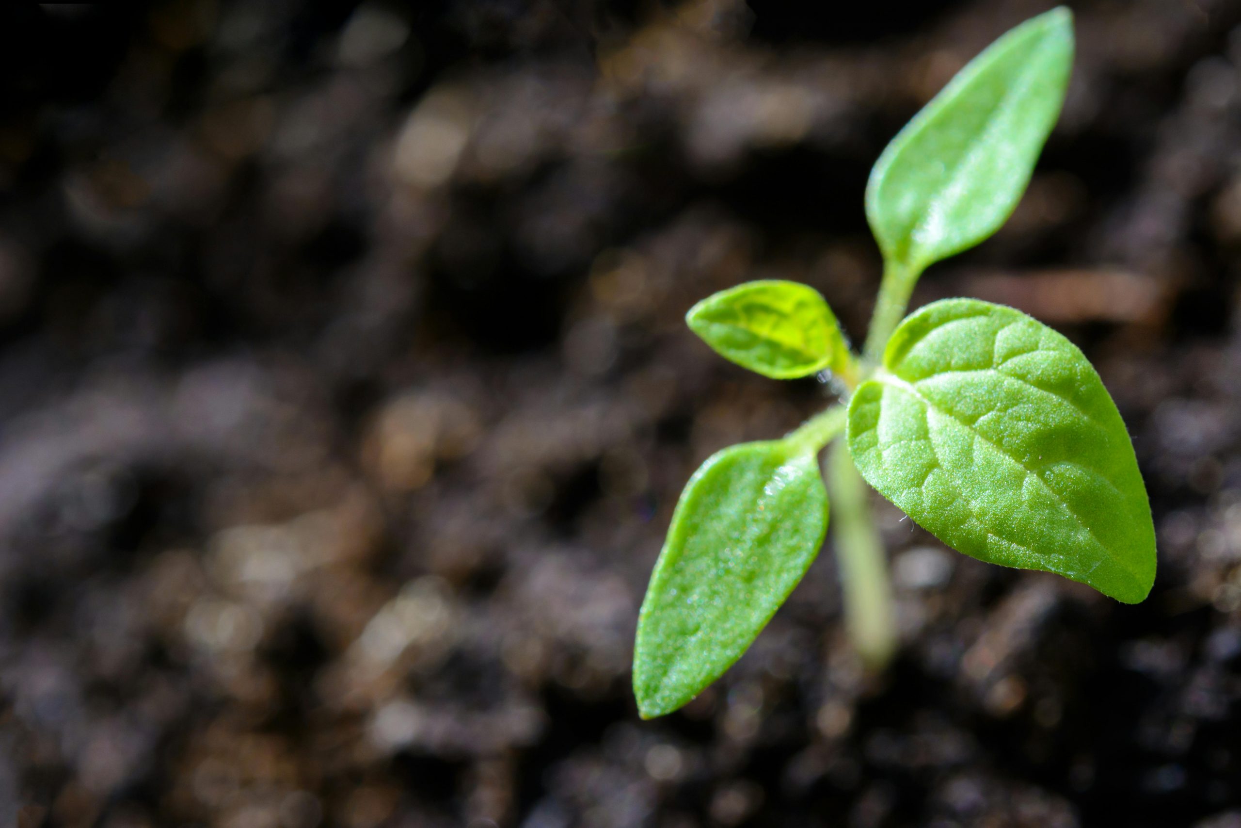 Danske Bank Partners with Position Green to Enhance ESG Strategies for Business Clients
