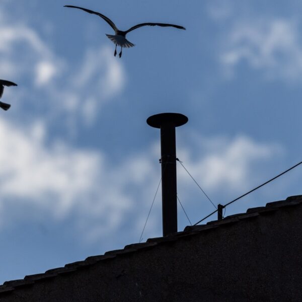 Experience the Papal Conclave: Slow TV at Its Most Captivating!