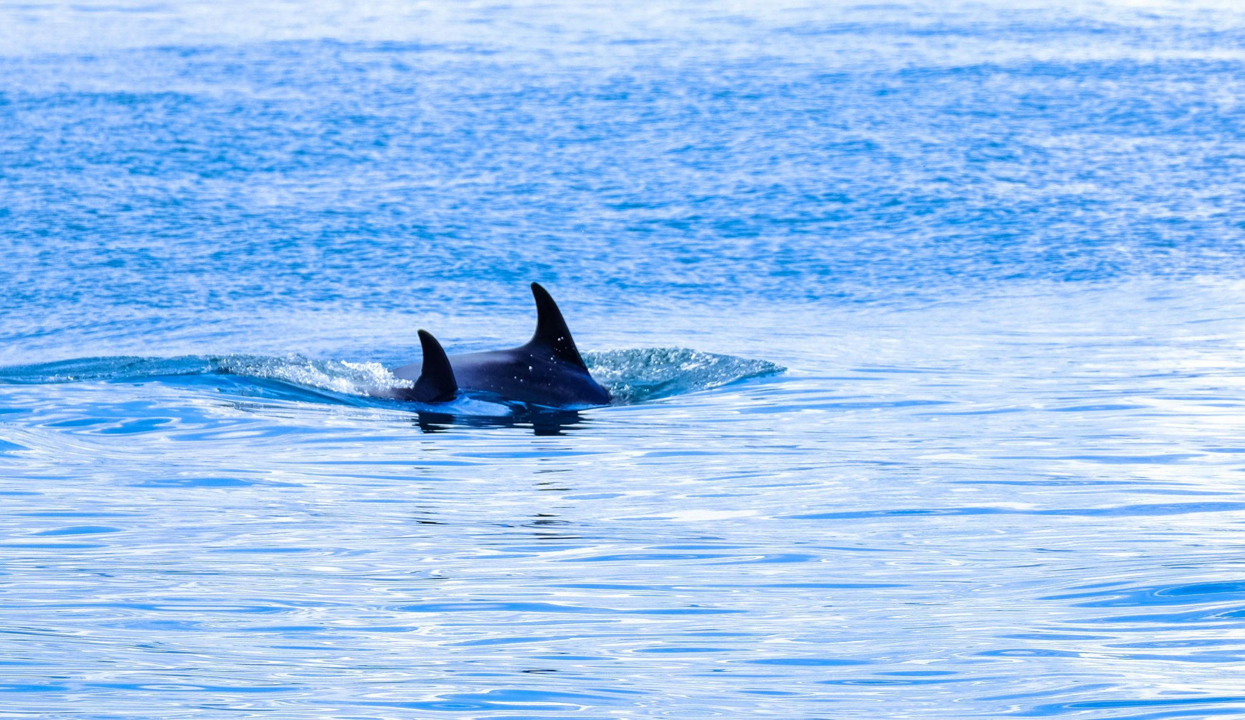 Orca Security Strengthens CNAPP Leadership: Opus Acquisition and AI-Driven Remediation Revolutionize Cloud Security