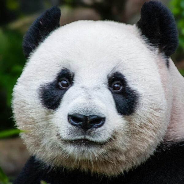 Panda Remit Partners with dLocal to Accelerate Cross-Border Remittances in Africa