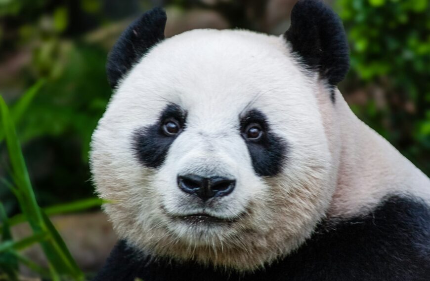 Panda Remit Partners with dLocal to Accelerate Cross-Border Remittances in Africa