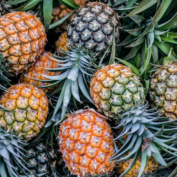 Pineapple Financial Secures $1.5M in Public Offering: A Major Boost for Canadian Mortgage Tech Innovation