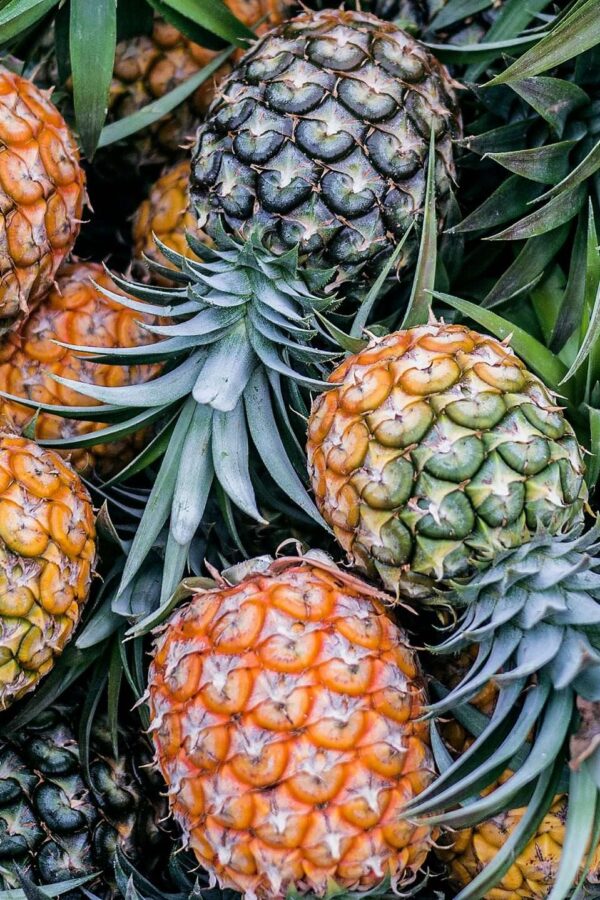Pineapple Financial Secures $1.5M in Public Offering: A Major Boost for Canadian Mortgage Tech Innovation