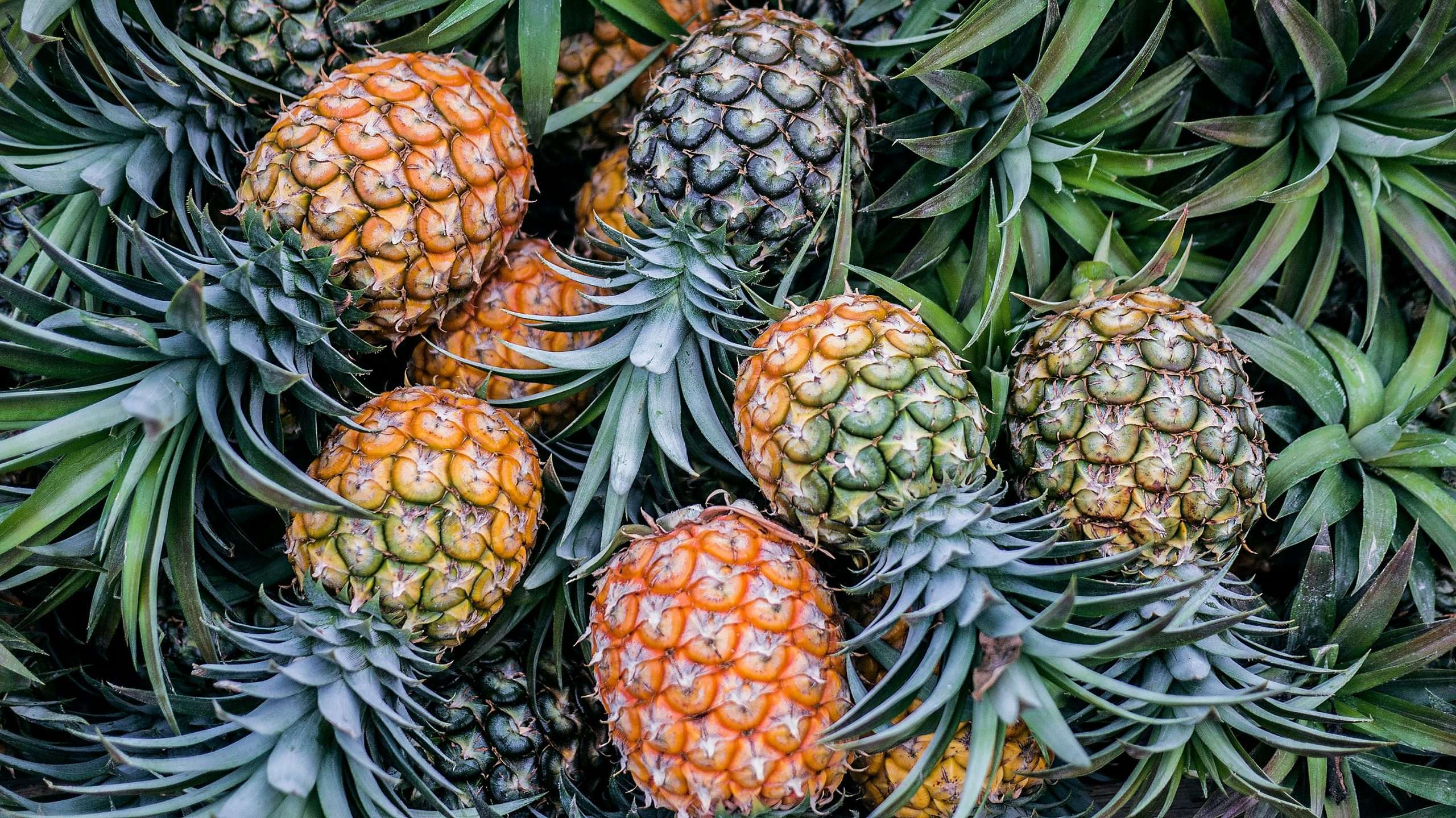 Pineapple Financial Secures $1.5M in Public Offering: A Major Boost for Canadian Mortgage Tech Innovation