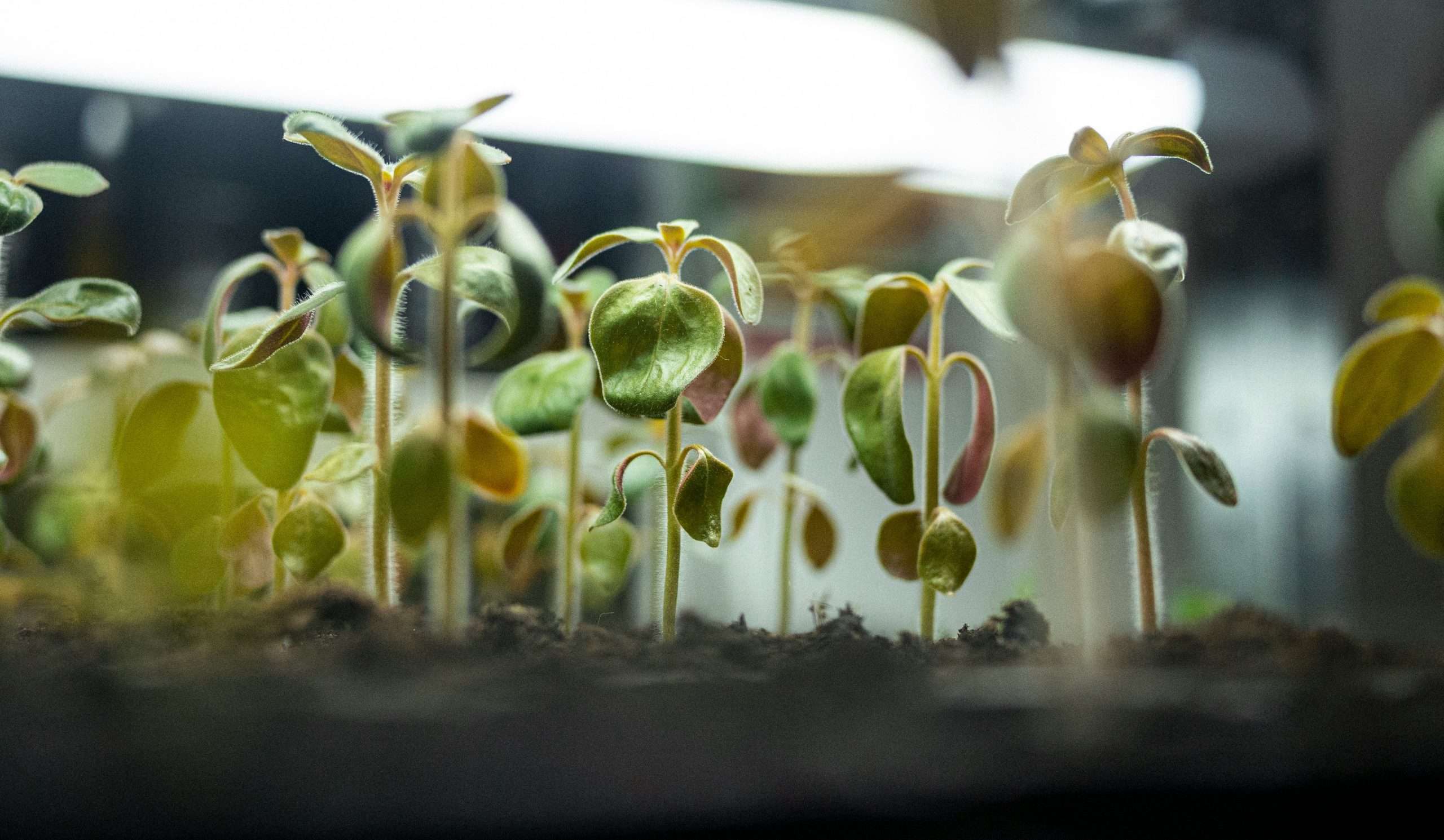 Seeds Secures $10M Series A Funding to Revolutionize Personalized Investment with WealthTech Innovation
