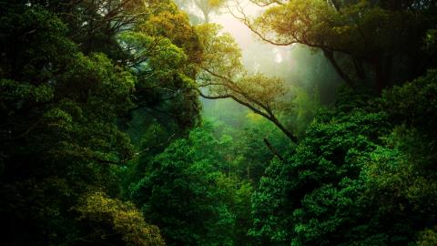 Transforming Financial Futures: GIST Impact and Global Canopy Join Forces to Assess Deforestation Risks for Financial Institutions