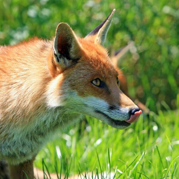 wefox Exits Italian Market: Strategic Realignment in InsurTech Industry