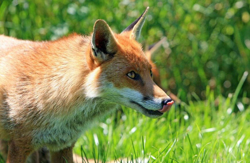 wefox Exits Italian Market: Strategic Realignment in InsurTech Industry