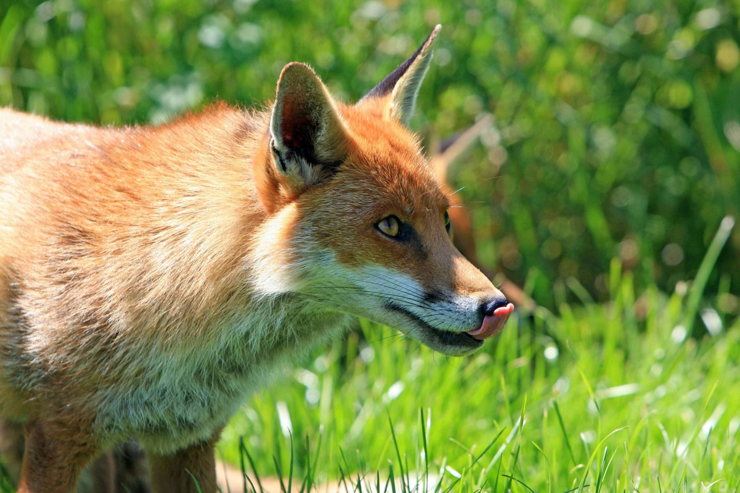 wefox Exits Italian Market: Strategic Realignment in InsurTech Industry