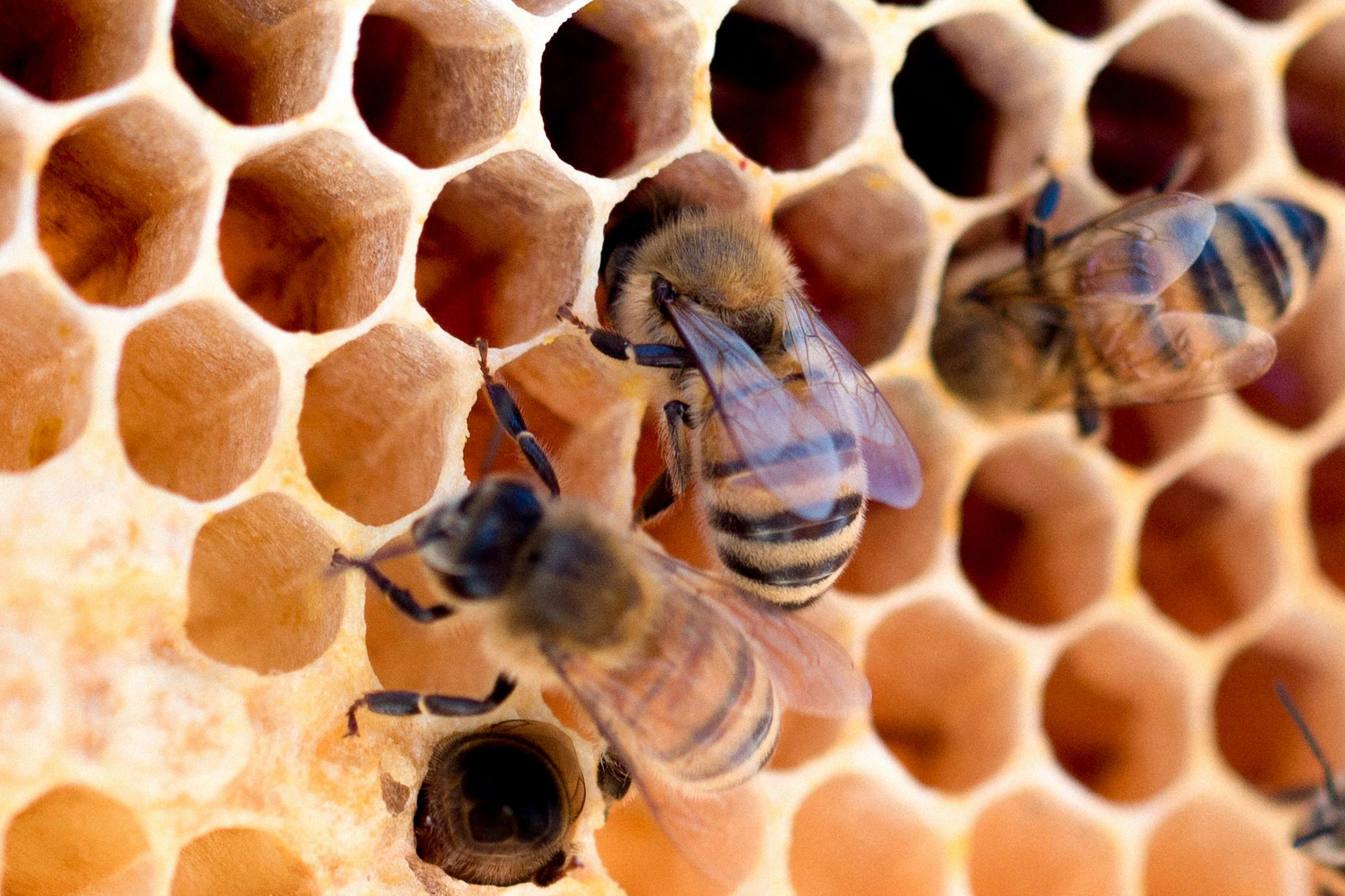 AI-Powered Insurer Honeycomb Expands Market Presence Through Strategic Partnership with Trisura