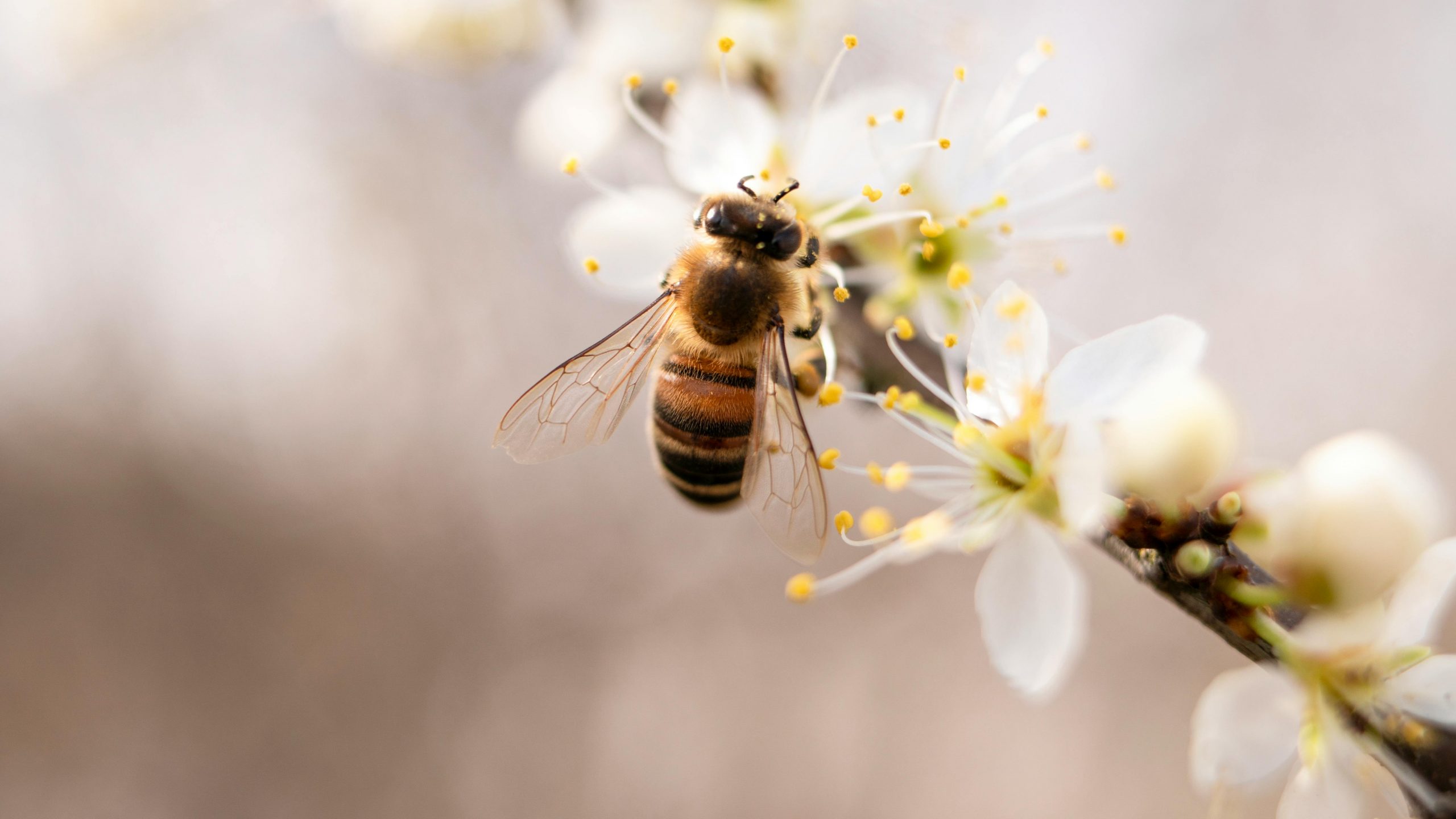 WiseBee Secures $2.5M Funding to Revolutionize Autonomous Cyber Defense Solutions